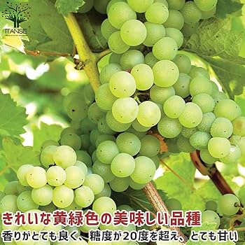 Amazon.co.jp: ぶどうの苗 ナイアガラ【品種で選べる果樹苗木